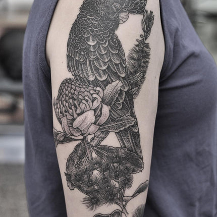 Black Cockatoo